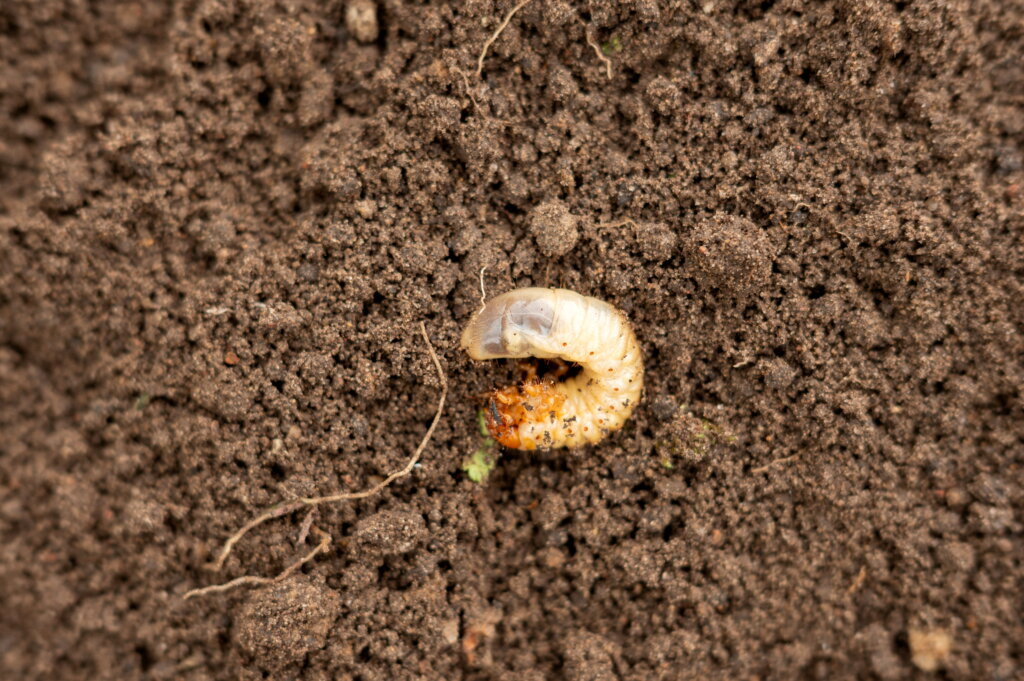 A milky-white, C-shaped lawn grub with a brown head lies on dark, moist soil.
