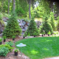 Tree and Shrub Care 2 Tree and Shrub Care 2