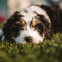 dog-pet-canine-black-and-white dog-pet-canine-black-and-white
