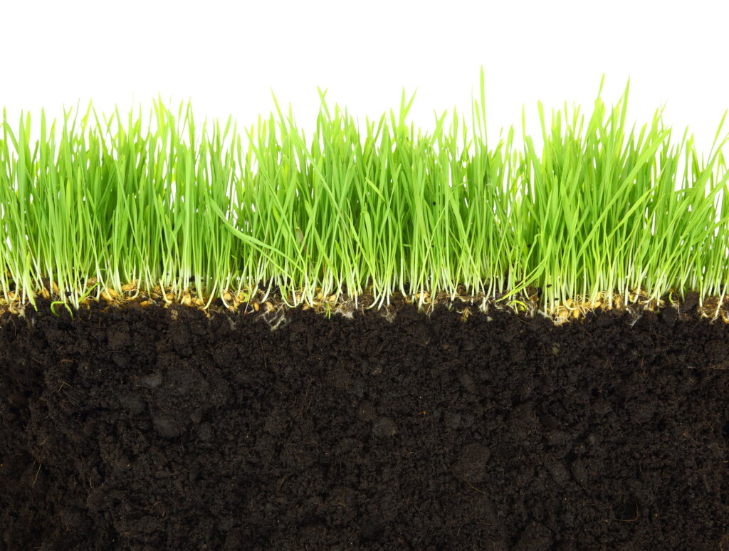 A cross-section view of healthy turf showing deep roots and green blades that thrive when the grass soil ph level is within the optimal range.