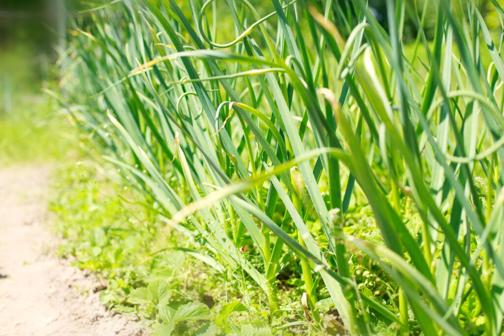 A close-up view of wild onion growing in a yard, showing the characteristic long, green blades and curled scapes that homeowners must recognize when learning how to get rid of onion grass.
