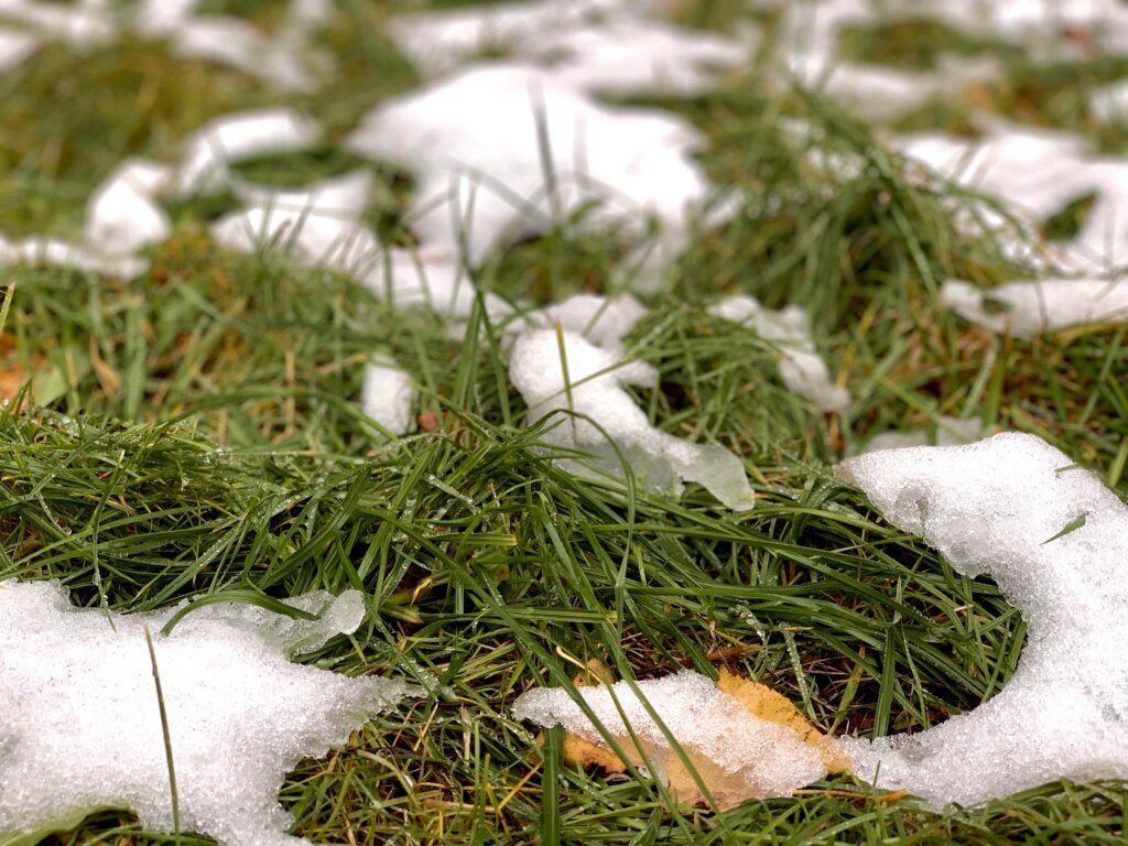 A close-up of green grass with patches of melting snow on it.