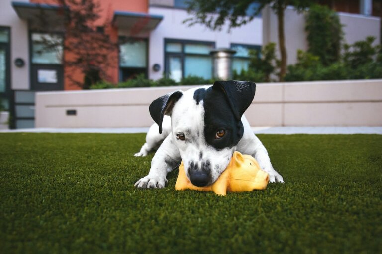 Artificial Turf for Pets