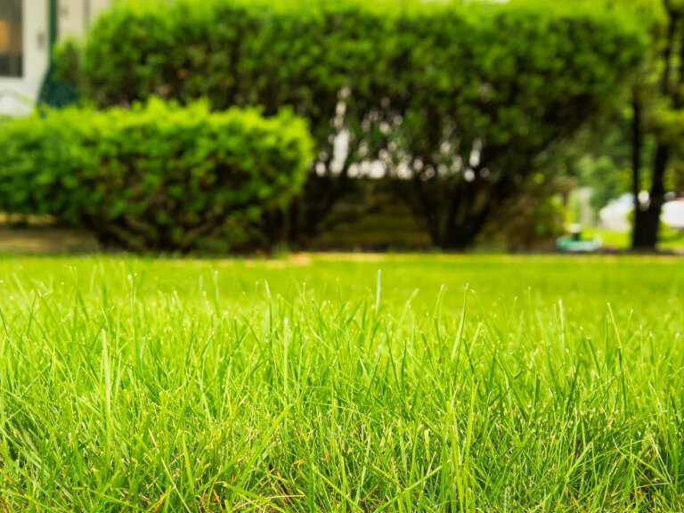 image of a beautiful and healthy lawn, comparing outcomes of lawn aeration and dethatching for optimal care and maintenance