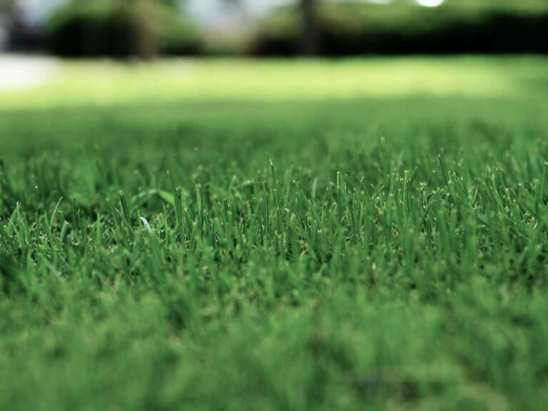 a well-maintained lawn exemplifying the benefits of proper aeration frequency, showcasing a healthy and thriving landscape that results from timely lawn care practices