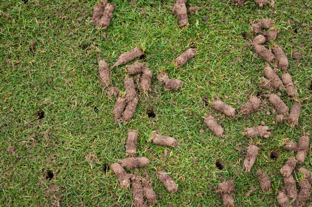 A close-up view of a green lawn covered with small, dark, cylindrical plugs of soil, clearly showing the results of core aeration, which is key to understanding dethatching vs aerating lawn.
