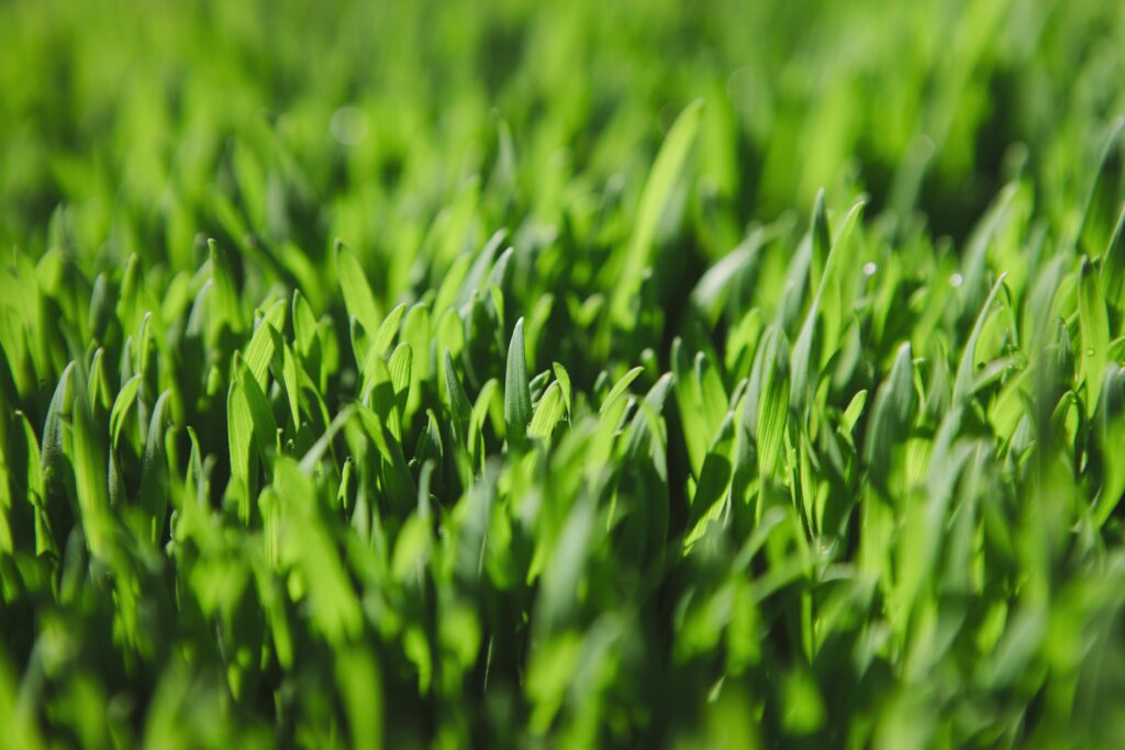 A close-up of a dense, vibrant green lawn in full sun, showcasing the lush growth directly attributed to sufficient nitrogen fertilizer.