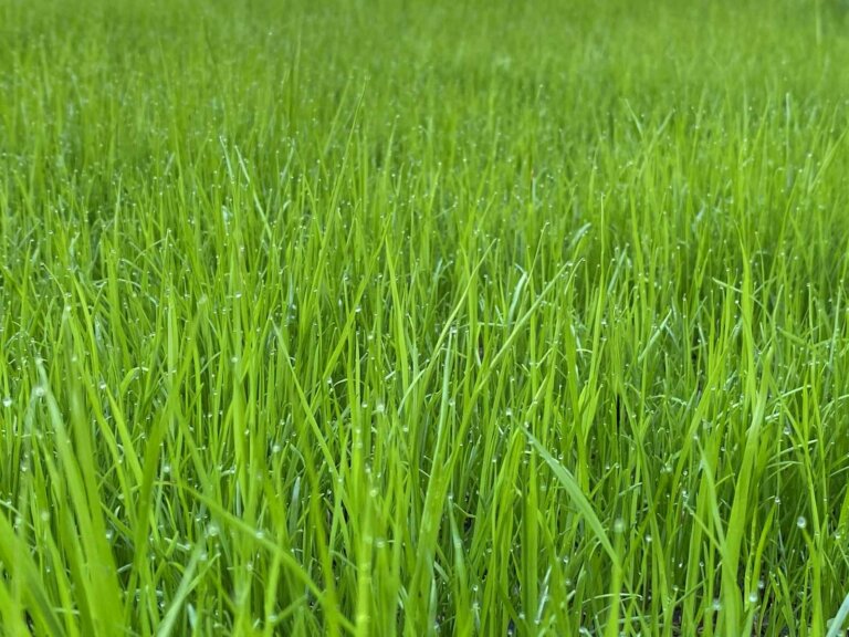 Close-up of vibrant, healthy grass blades, showcasing the lush green color and growth promoted by nitrogen