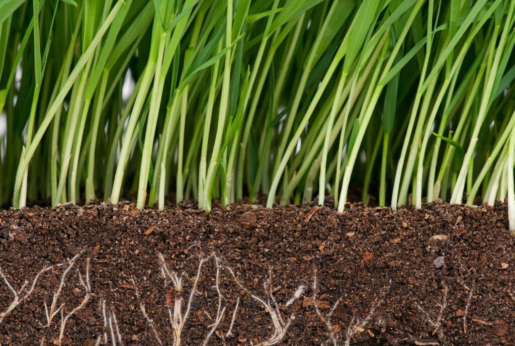 A cross-section image showing bright green grass blades growing from dark soil with a dense network of visible white roots, illustrating the primary benefit of phosphorus fertiliser.