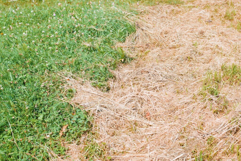 A lawn divided into two sections, with one side lush and green and the other side dry, yellow, and straw-like, showing the extreme symptoms of lacking potassium fertilizer.