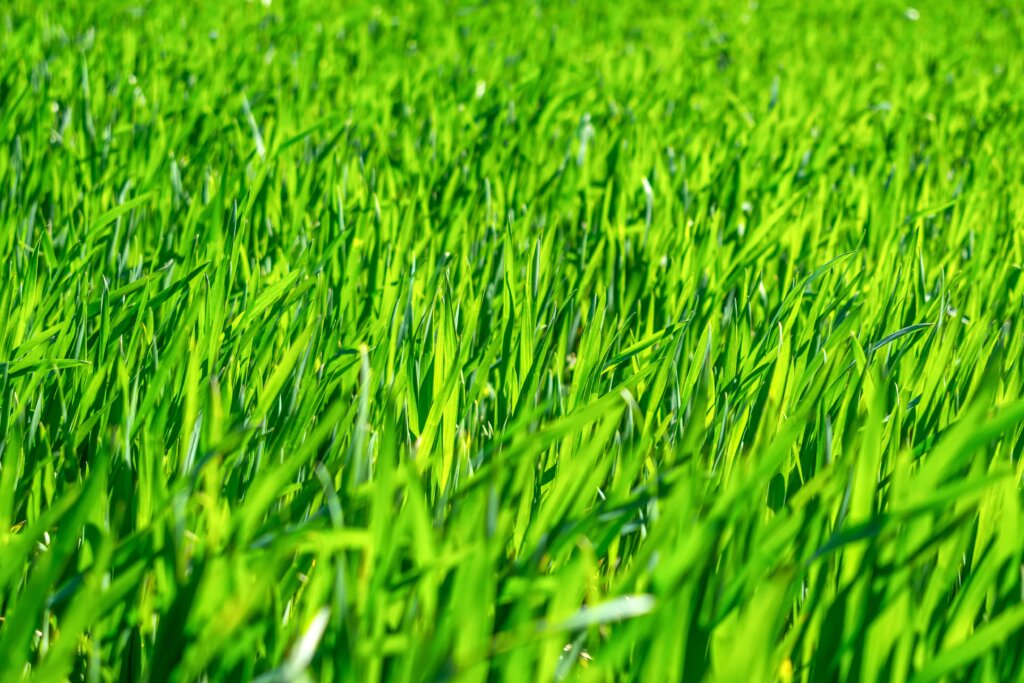 A bright, close-up view of vibrant, dense green grass blades in a field, illustrating the plant health and stress resistance provided by potassium fertilizer.