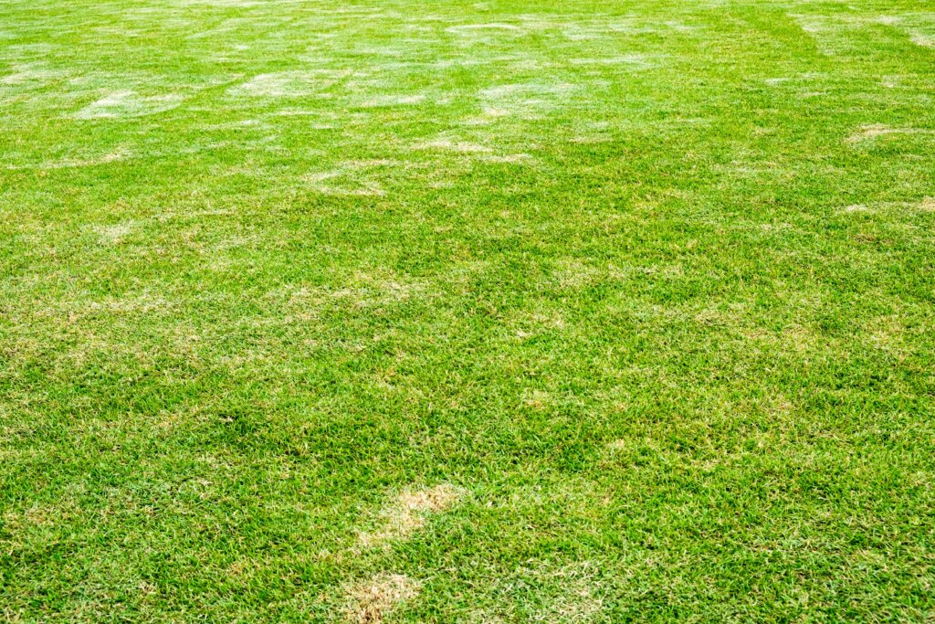 A full view of a densely grown lawn with some patchy, thin, and yellowed areas, signaling the need to assess when should you aerate your lawn.