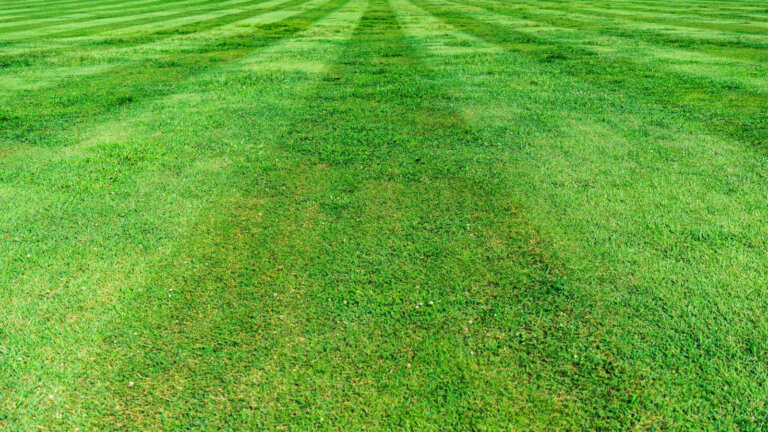 An image showcasing a well-groomed lawn, demonstrating the result of optimal mowing frequency for a lush and healthy yard