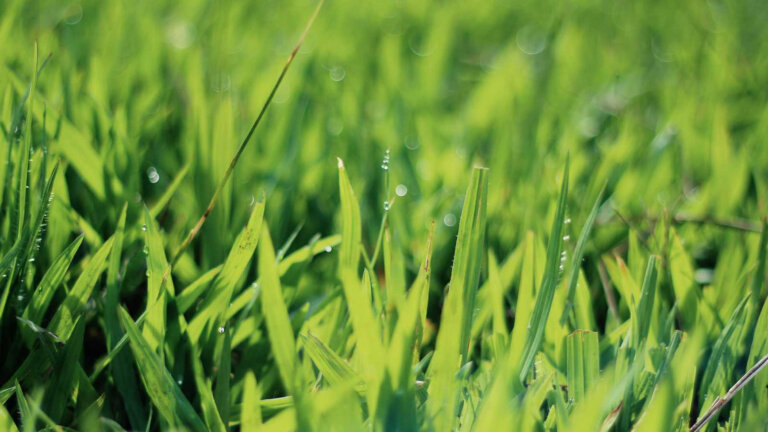 A detailed view of healthy grass roots, symbolizing the importance of implementing various lawn mowing pattern techniques for maintaining a vibrant yard