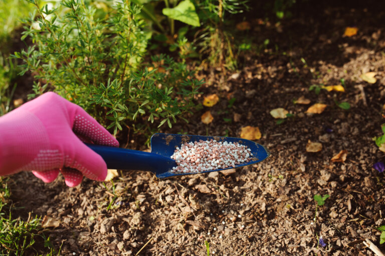 a gloved hand holding a scoop of top dressing material, illustrating the process of selecting and applying the right amendment to improve lawn health and appearance.