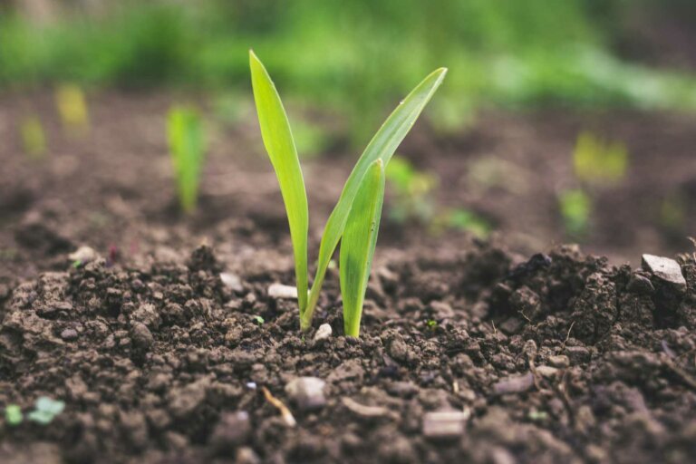 A flourishing lawn with rich, healthy soil, demonstrating the advantages of using top dressing to enhance soil quality and support vibrant grass growth