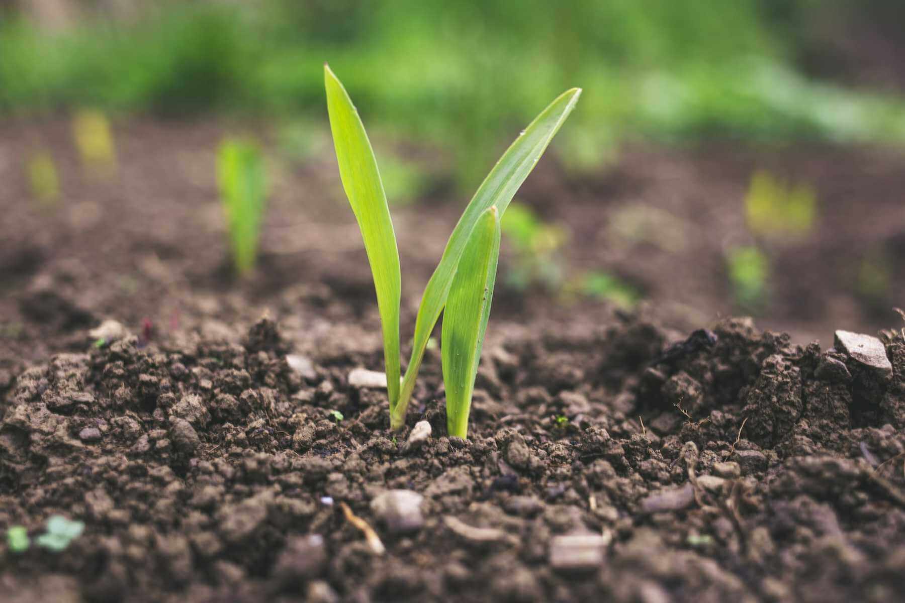 The Advantages of Using Top Dressing to Improve Soil Quality — Terra Lawn Care Specialists