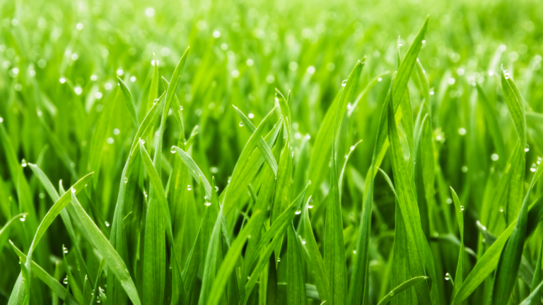 A moist, well-hydrated lawn that has benefited from top dressing, demonstrating its effectiveness in reducing water usage and maintaining optimal moisture levels