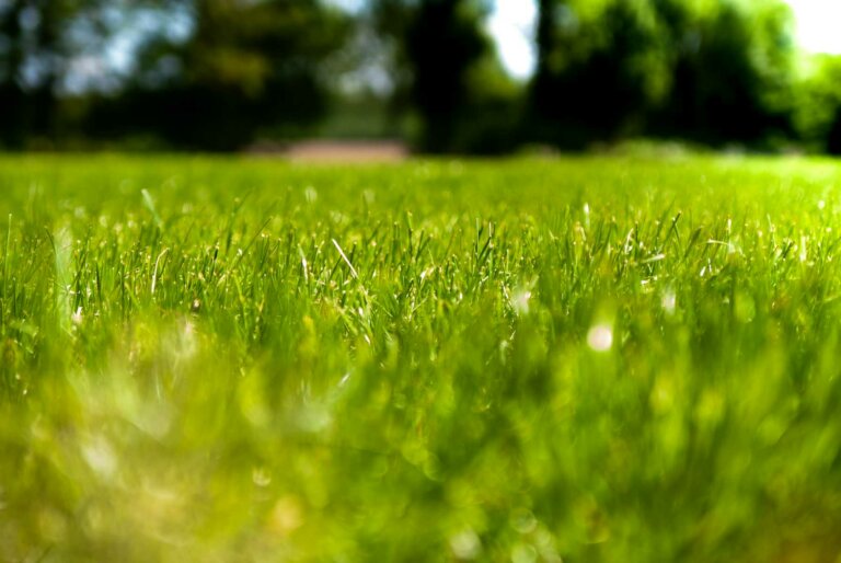 A well-maintained lawn with a lush, green appearance after applying the top dressing, showcasing the benefits of this lawn care technique