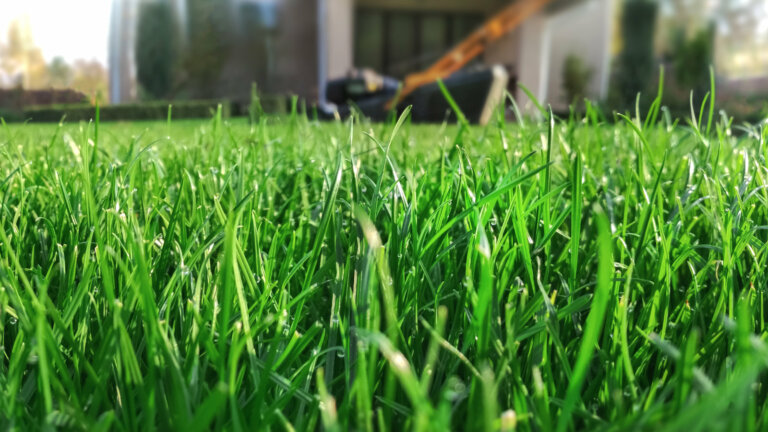 An individual mowing a lawn in the early morning illustrates the blog post topic on determining the best time for lawn mowing to ensure optimal health and growth.