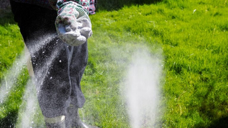 An individual wearing protective gardening gloves is seen evenly distributing white granular fertilizer across a lush green lawn, demonstrating proper lawn care and fertilization techniques.