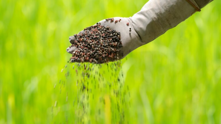 A farmer's hand gently holding a handful of granulated fertilizer, ready to be spread, with a vibrant green grassy field serving as a lush backdrop