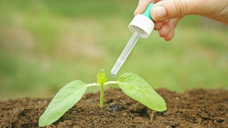 An individual carefully applying fast-release fertilizer to a newly seeded lawn, illustrating the initial stages of lawn care as discussed in the article