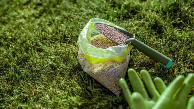 A close-up image of granular fertilizer and a pair of gardening gloves placed on a lush, green lawn