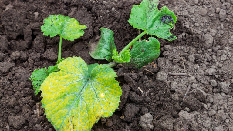 Zucchini plant displaying signs of chlorosis, illustrating the impact of nutrient deficiencies in plant health.