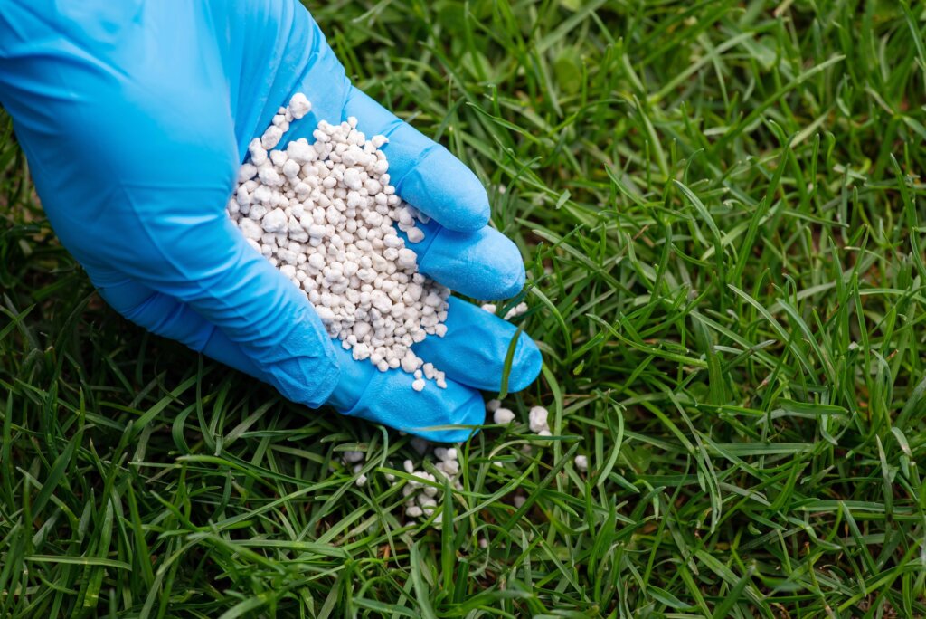 A gloved hand scattering small white fertilizer pellets onto a thick green lawn, representing the careful application of slow release fertilizer.