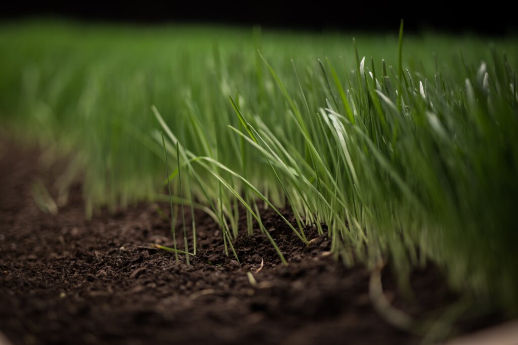 A close-up of young, bright green grass seedlings sprouting from rich, dark soil, illustrating the fundamental need for balanced types of fertilizers.