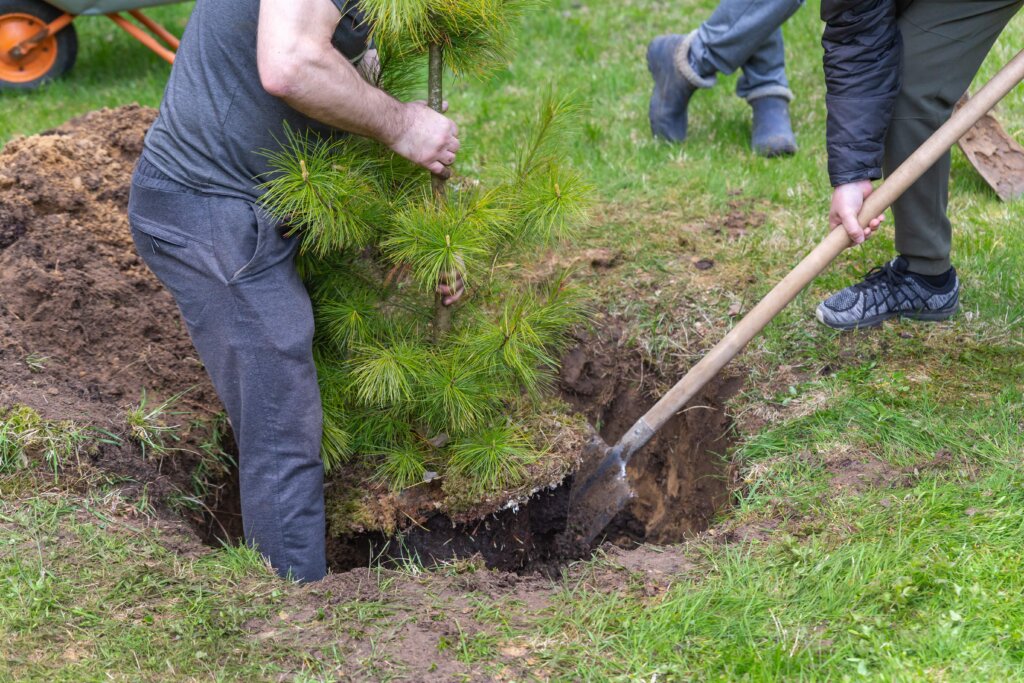 Two people planting a small pine tree in a freshly dug hole, illustrating the ideal time to apply fertilizer spikes for deep root feeding.
