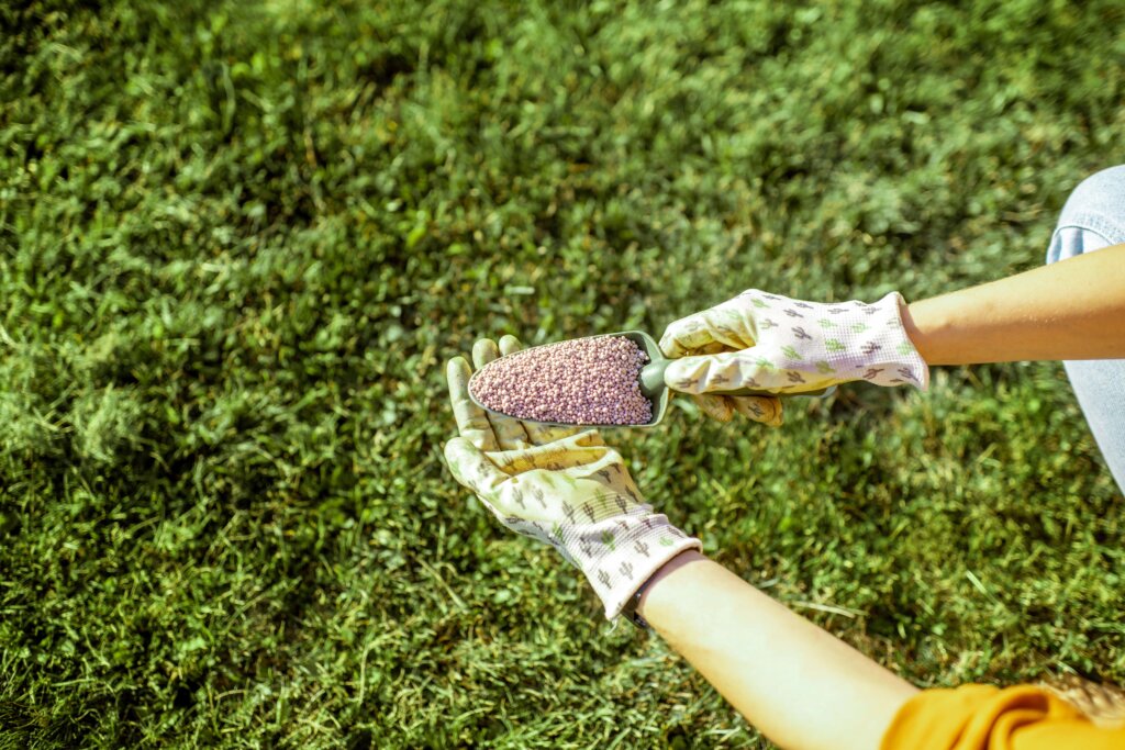 A pair of gloved hands holding a scoop of granular fertilizer over a lush green lawn, illustrating the process and considerations for how often to fertilize lawn.