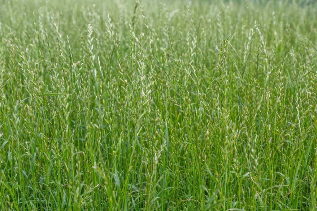 A dense, lush field of cool-season grass, likely perennial ryegrass, with seed heads visible, demonstrating the factors for how often to fertilize lawn.