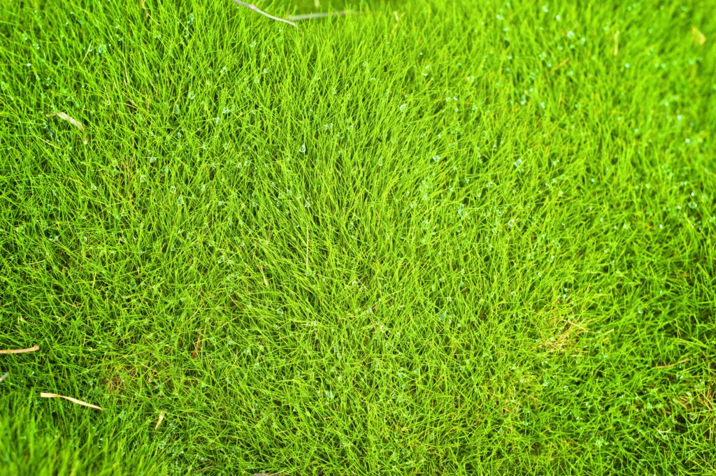 A close-up view of vibrant green zoysia grass covered in small dew drops, illustrating how often to fertilize lawn for warm-season varieties.