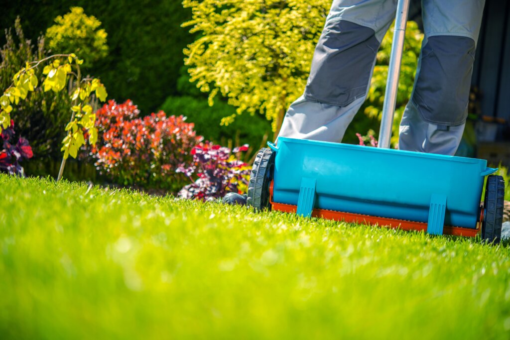 A person's legs in work pants pushing a blue fertilizer spreader across a vibrant green lawn with colorful shrubs in the background, demonstrating how to fertilize lawn.
