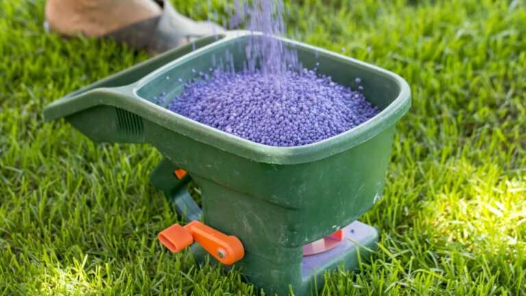 A close-up image capturing the essence of springtime lawn care as vibrant purple granules are manually poured into a green spreader, ready to nourish the backyard lawn. The manual fertilization process hints at the promise of a lush, green lawn as the seasons transition.