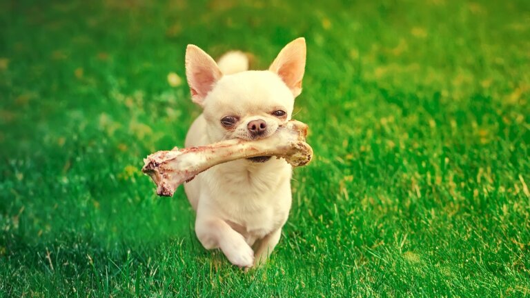 Chihuahua dog joyfully running with a bone on a lush green lawn, showcasing pet-safe fertilizer benefits for a healthy, vibrant yard.