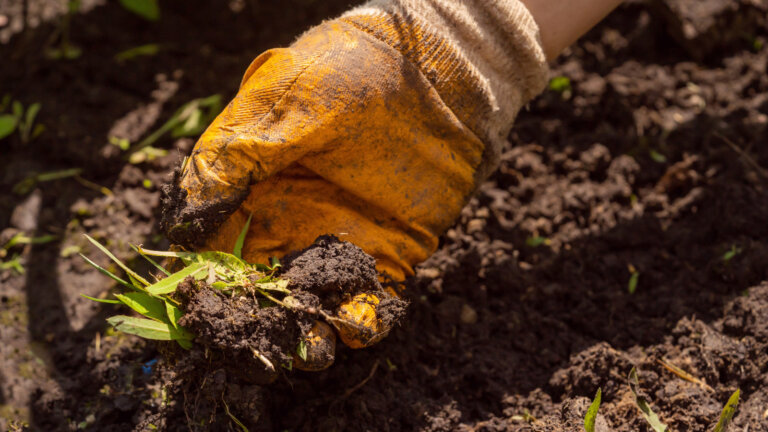 Gardener removing weeds and tilling black soil for lawn fertilization