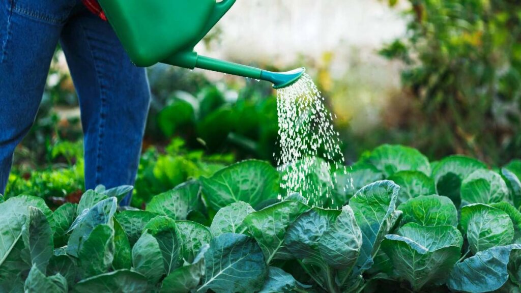 A classic green watering can with a sprinkler rose attachment, ready for precise application of liquid fertilizer.