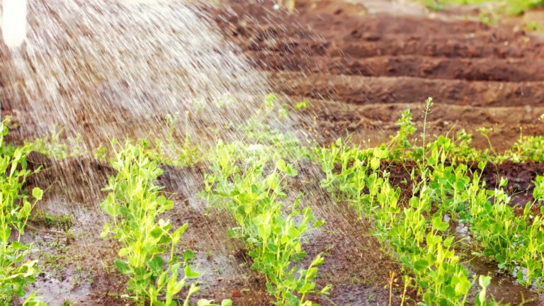 Watering garden plants and combating pests on a hot summer day in Collegeville, PA