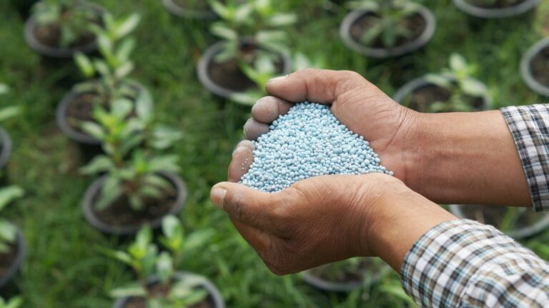 Close-up of hands holding granular artificial fertilizer, demonstrating the correct way to apply nutrients to a garden or lawn.