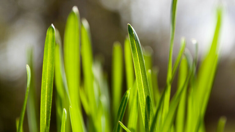 Vibrant green grass blades close-up, highlighting healthy lawn growth, ideal for a discussion on the benefits of fertilizer.