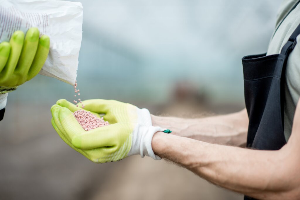 A close-up of gloved hands, one pouring pink granular fertilizer from a white bag into the cupped palm of the other, illustrating part of how to use fertilizer.