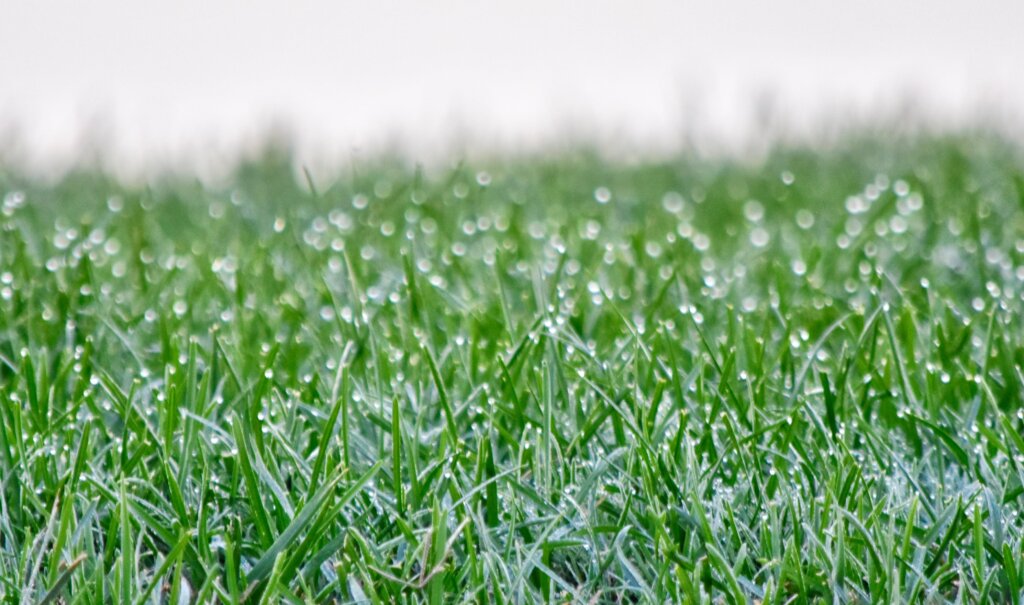 A close-up of vibrant green grass blades covered in glistening dew droplets, highlighting the crucial question of should you water your lawn after fertilizing.