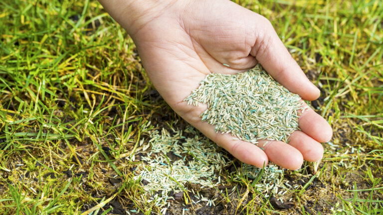 Close-up of a hand scattering grass seeds on a lawn, illustrating the process of fertilizing for a healthy, green lawn in Collegeville, PA.