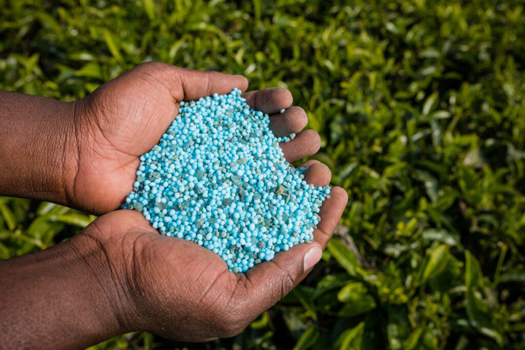 A pair of hands holding a pile of blue granular fertilizer against a blurred background of green plants, demonstrating what fertilizer to use in fall.