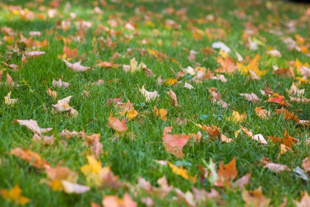 A lush green lawn partially covered with scattered fallen autumn leaves in shades of yellow, orange, and red, illustrating what fertilizer to use in fall.