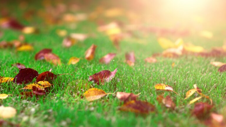 Image of a bright, sunny autumn afternoon with vibrant autumn leaves scattered across a lush, well-maintained lawn, highlighting the effectiveness of fall lawn care and fertilization practices in Collegeville, PA.