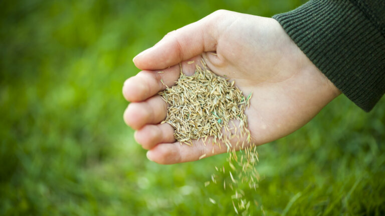 A close-up of a hand scattering grass seeds, ready for planting to cultivate a lush and vibrant lawn in Collegeville, PA, with advice from lawn care experts.